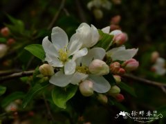 ‘道格’海棠 Malus ‘Dolgo’