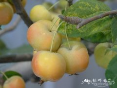 冬红果 Malus ‘Donghongguo’