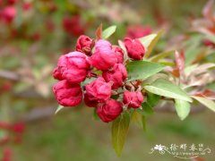 ‘凯尔斯’海棠Malus ‘Kelsey’