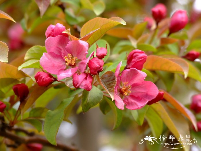 ‘红丽’海棠 Malus ‘Red splender’