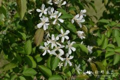 山荆子Malus baccata