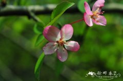 湖北海棠 Malus hupehensis