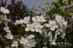 毛山荆子Malus mandshurica