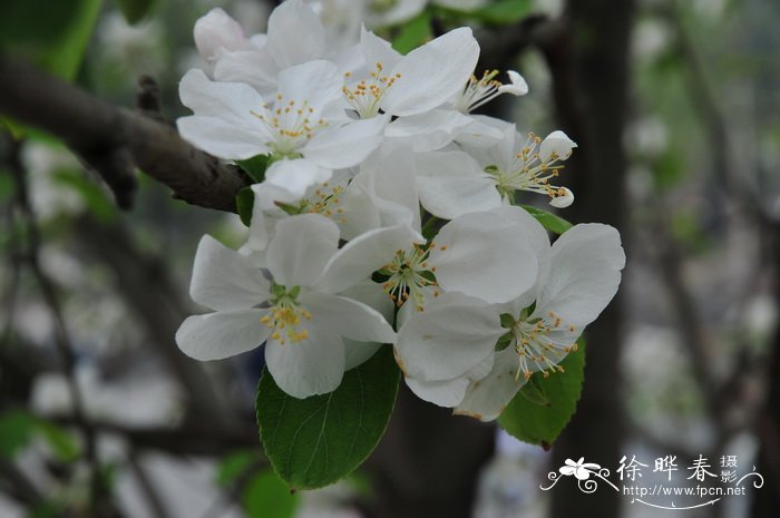 八棱海棠 Malus prunifolia