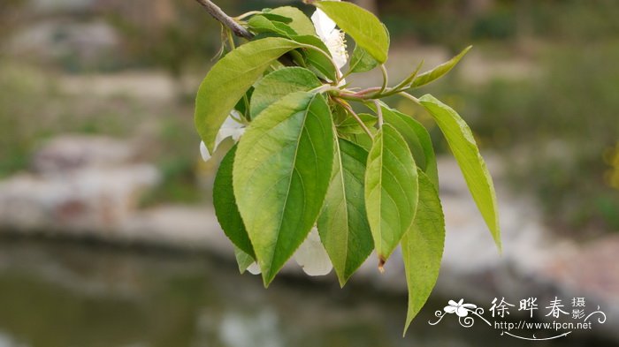 八棱海棠 Malus prunifolia