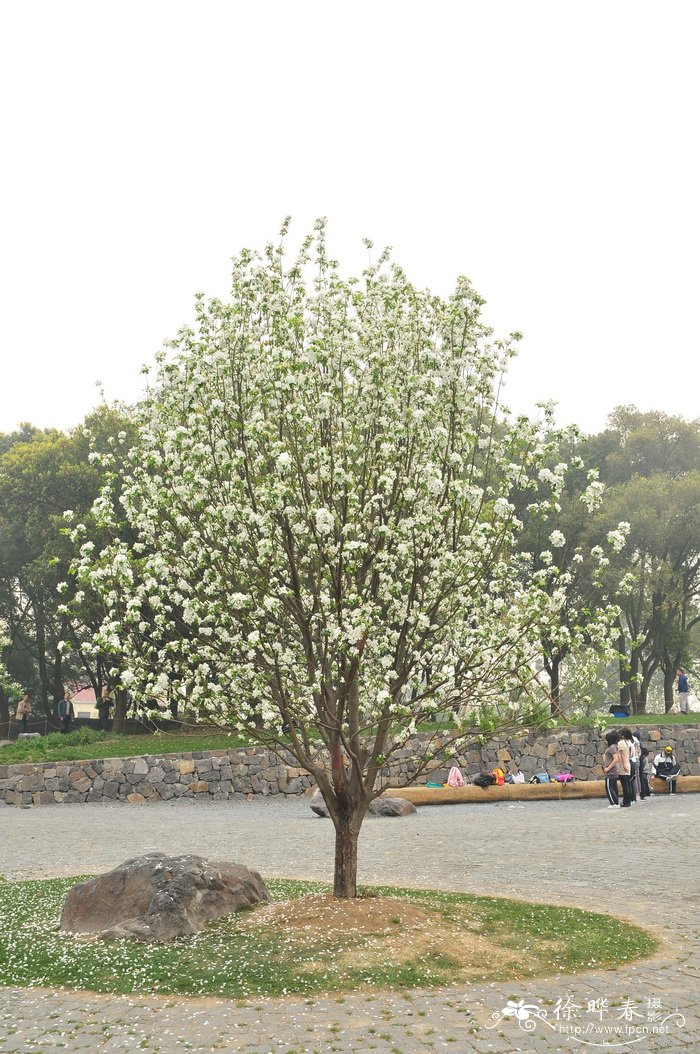 八棱海棠 Malus prunifolia