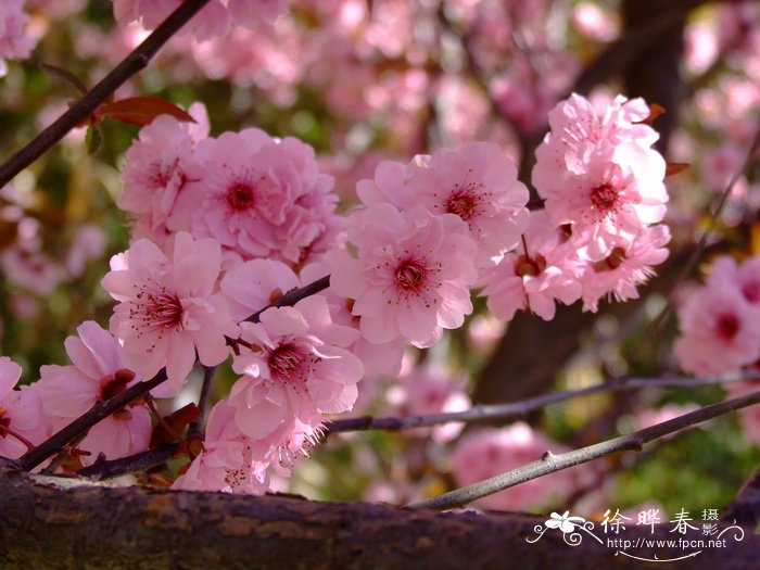 美人梅Prunus × blireana