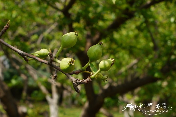 沙梨Pyrus pyrifolia