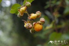 栽秧泡Rubus ellipticus