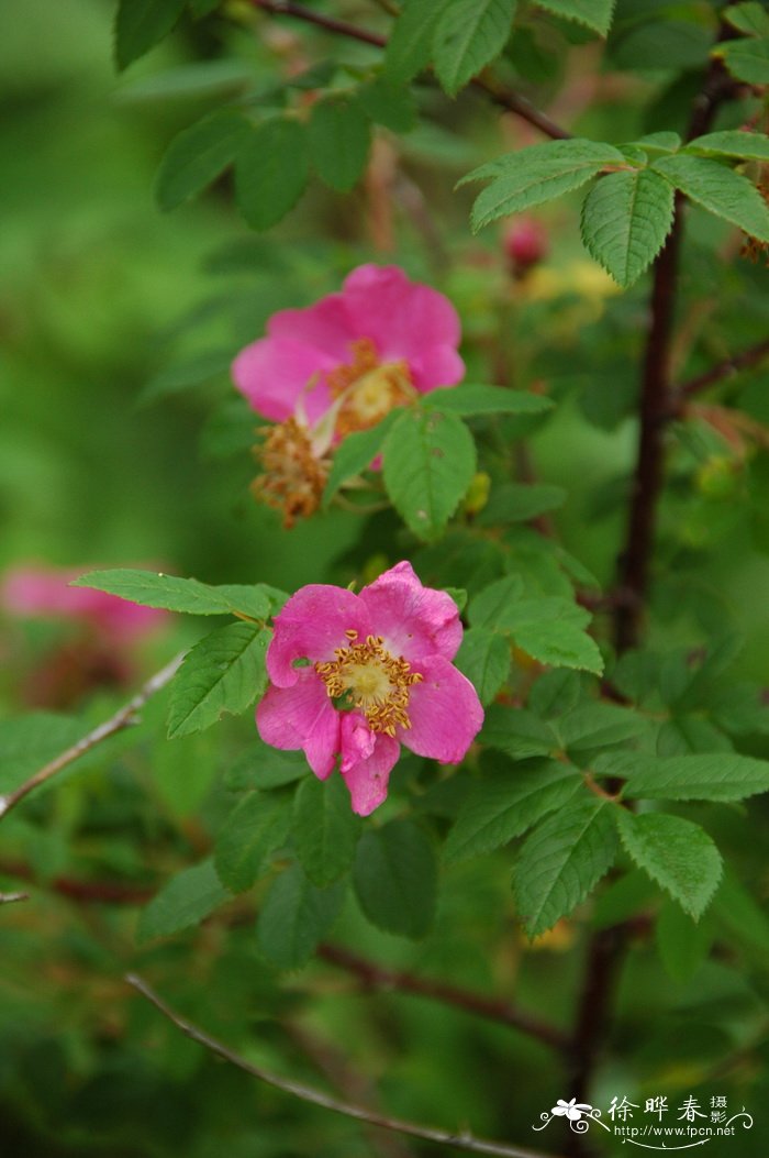 长白蔷薇Rosa koreana