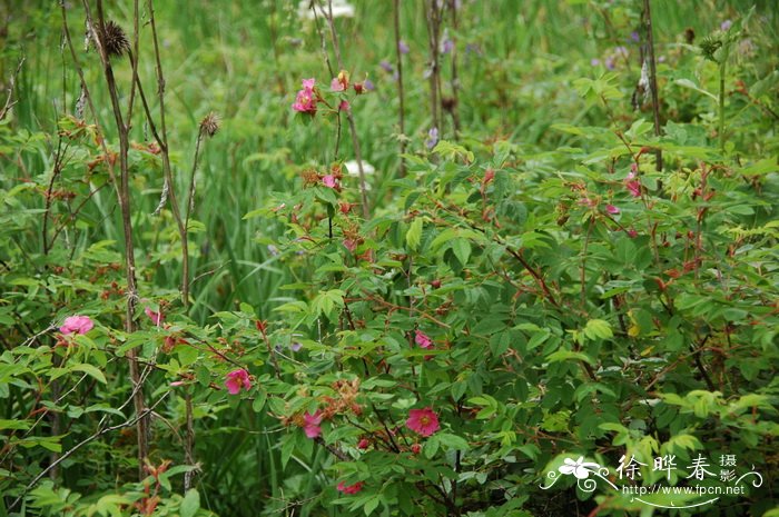 长白蔷薇Rosa koreana