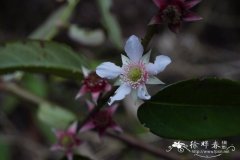 蒲桃叶悬钩子Rubus jambosoides