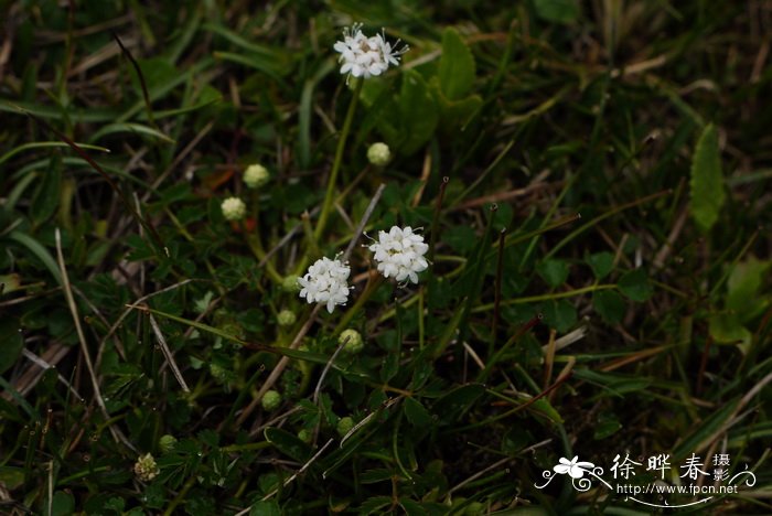 矮地榆Sanguisorba filiformis