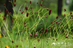 地榆Sanguisorba officinalis