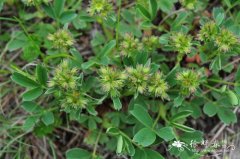 隐瓣山莓草Sibbaldia procumbens var. aphanopetala