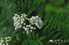 陕甘花楸Sorbus koehneana