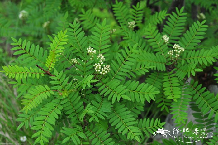 陕甘花楸Sorbus koehneana