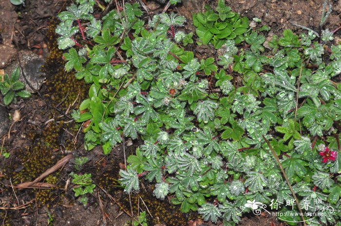 大瓣紫花山莓草Sibbaldia purpurea var. macropetala