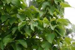 水榆花楸Sorbus alnifolia