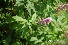 柳叶绣线菊Spiraea salicifolia