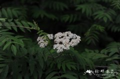 太白花楸Sorbus tapashana