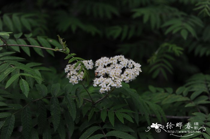 太白花楸Sorbus tapashana