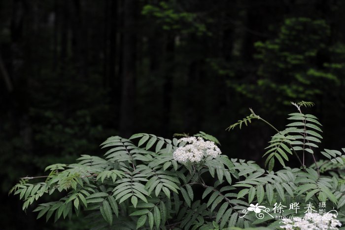 太白花楸Sorbus tapashana