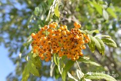 花楸Sorbus pohuashanensis