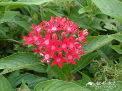 繁星花Pentas lanceolata