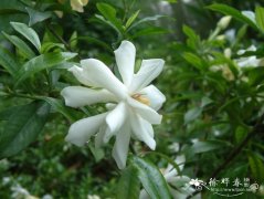 水栀子Gardenia jasminoides 'Radicans'