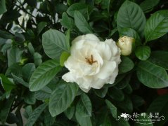 白蟾Gardenia jasminoides var. fortuniana