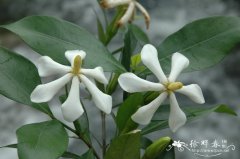 栀子Gardenia jasminoides