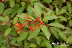 希茉莉Hamelia patens