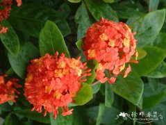 龙船花Ixora chinensis