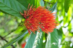 抱茎龙船花Ixora amplexicaulis