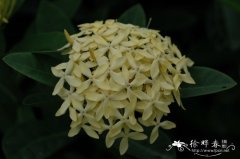 黄花龙船花Ixora coccinea var. coccinea