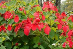 红纸扇Mussaenda erythrophylla