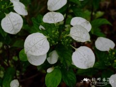 长萼玉叶金花Mussaenda longisepala