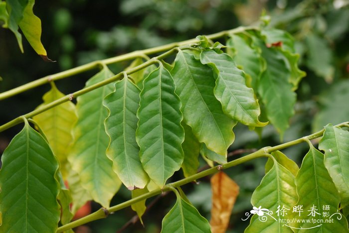 小粒咖啡Coffea arabica