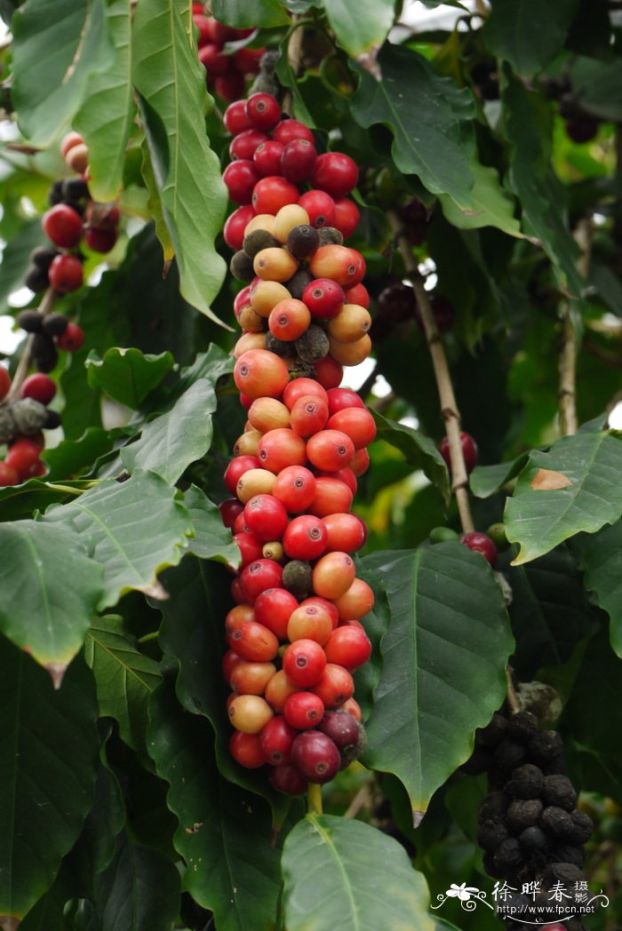 小粒咖啡Coffea arabica