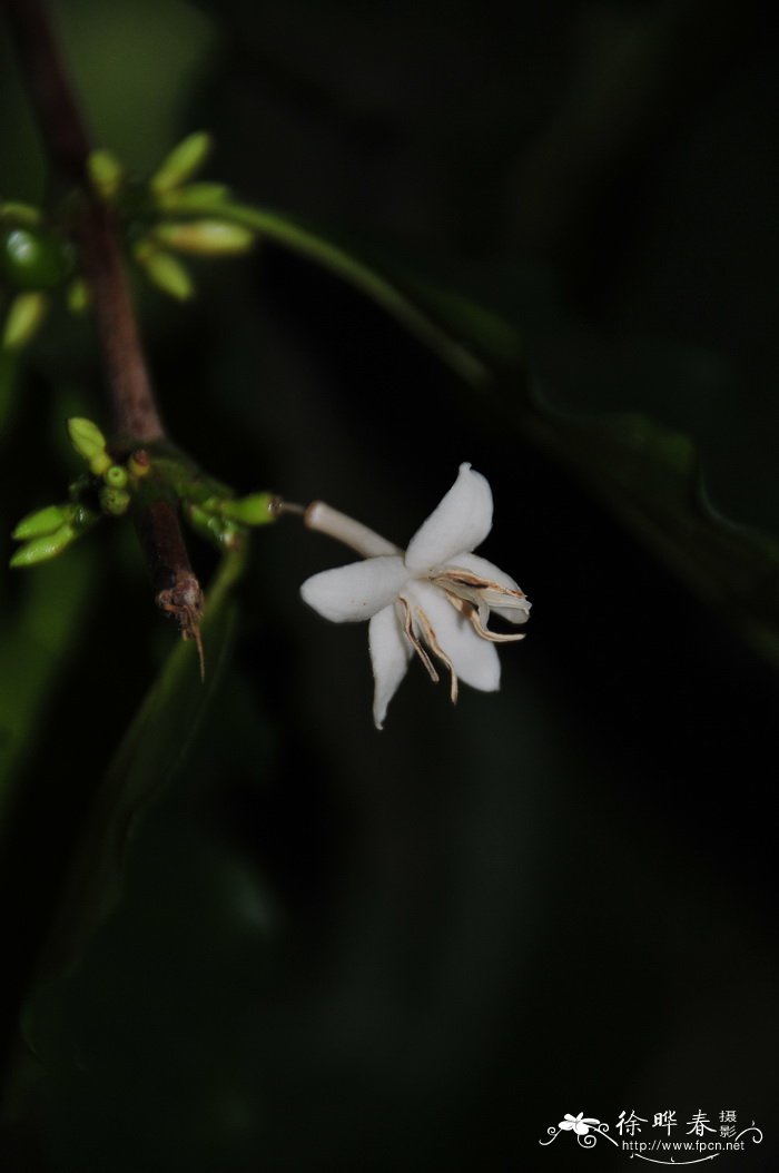 小粒咖啡Coffea arabica