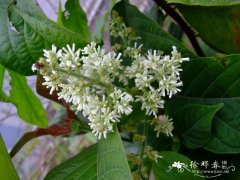 广东水锦树Wendlandia guangdongensis