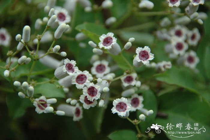 鸡矢藤Paederia foetida