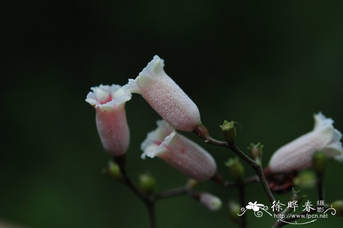 鸡矢藤Paederia foetida