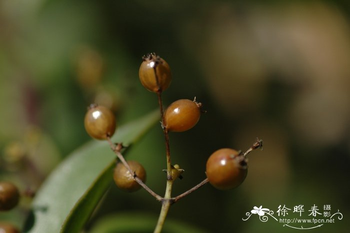 鸡矢藤Paederia foetida