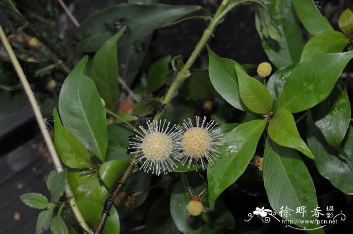 水团花Adina pilulifera