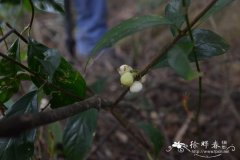 白果香楠Alleizettella leucocarpa