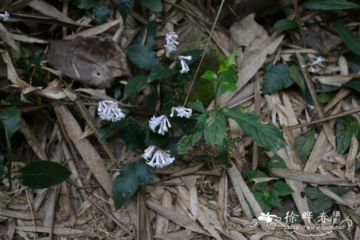 日本蛇根草Ophiorrhiza japonica