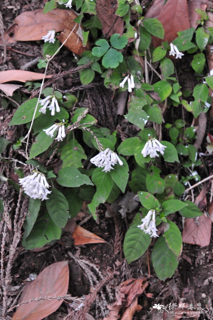 日本蛇根草Ophiorrhiza japonica