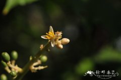 黑果黄皮Clausena dunniana